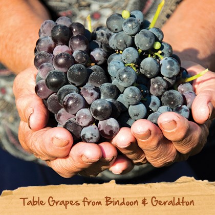 来自宾顿杰拉188金宝搏亚洲登录欢迎您尔顿的鲜食葡萄